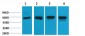 HSP60 Polyclonal Antibody
